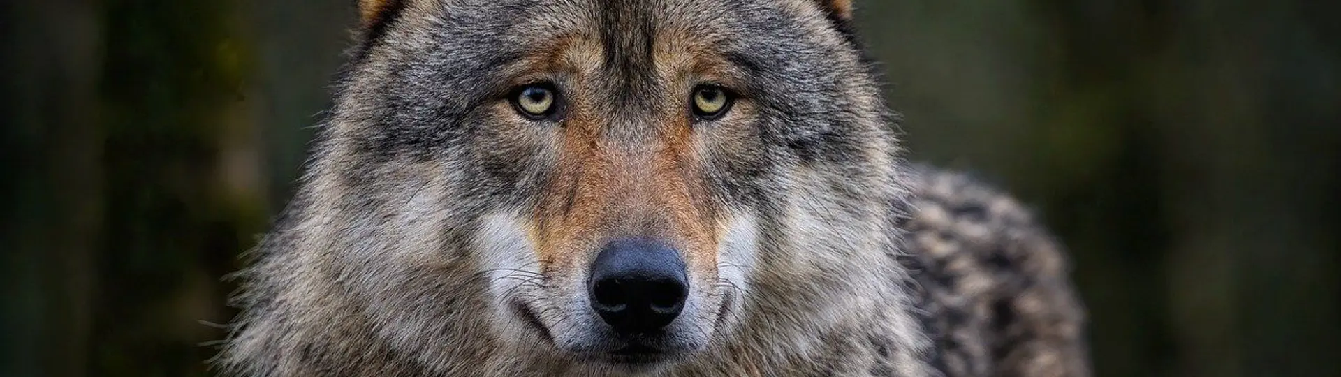 Wolf 8142720 1280
