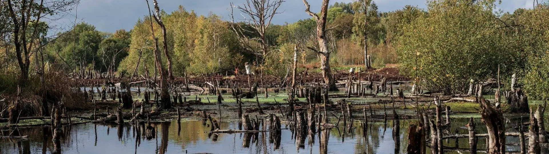 Aamsveen © Milou Sijtsma